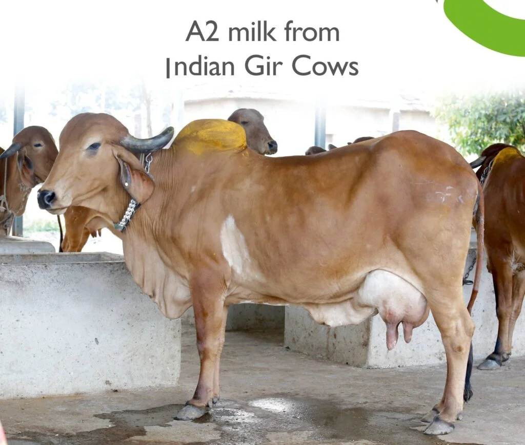 Gir Cow